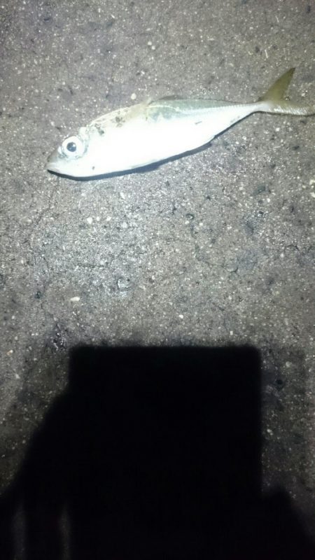 ランガンしてやっと見つけた。