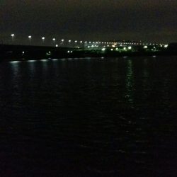 マイワシパターンでチヌ