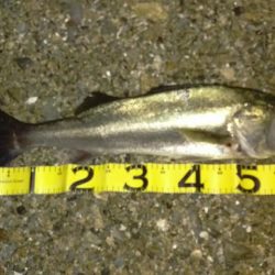 マイワシーバス