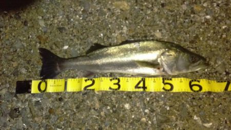 マイワシーバス