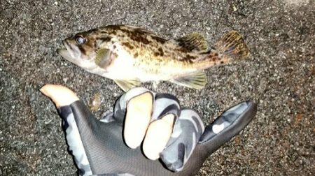 ジギング＆ライトゲーム