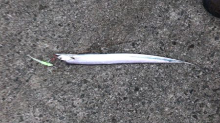 タチウオワインド