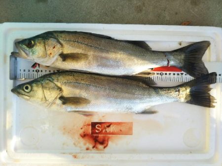 阿南市の大野突堤でタチウオとシーバス好調