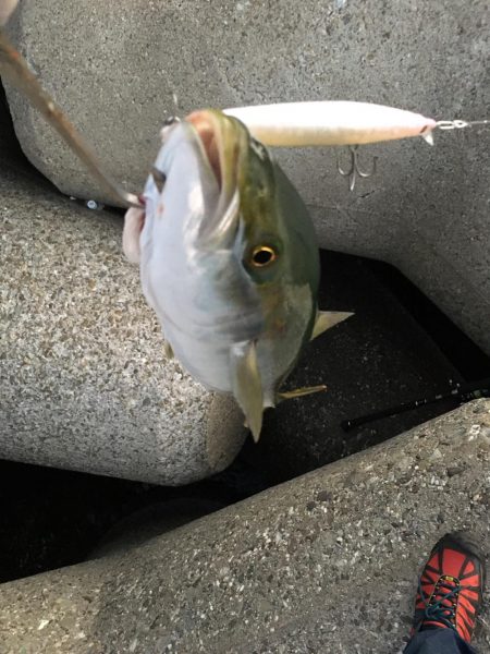 ボイルもありつつでハマチ2