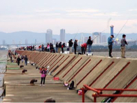 タチウオ 3匹 70〜80cm