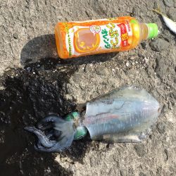 初めてのアオリイカ