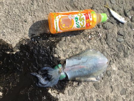 初めてのアオリイカ