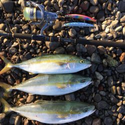 大里松原海岸 ハマチ3匹