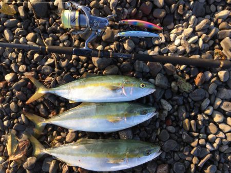 大里松原海岸 ハマチ3匹