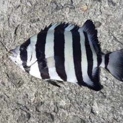 イシダイの幼魚