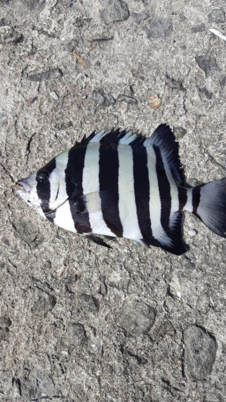 イシダイの幼魚