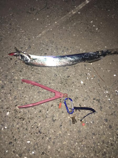 まさかのこんなとこで太刀魚