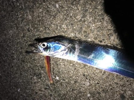 久しぶりの爆釣