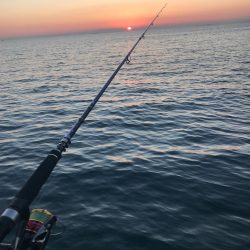 アオリはどこに？