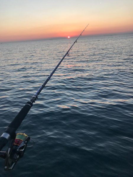 アオリはどこに？