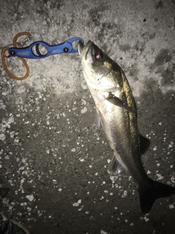 神戸空港シーバスゲーム