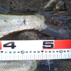 阿南市の大野突堤でタチウオ、シーバス、ツバス好調