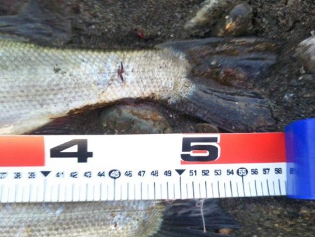 阿南市の大野突堤でタチウオ、シーバス、ツバス好調