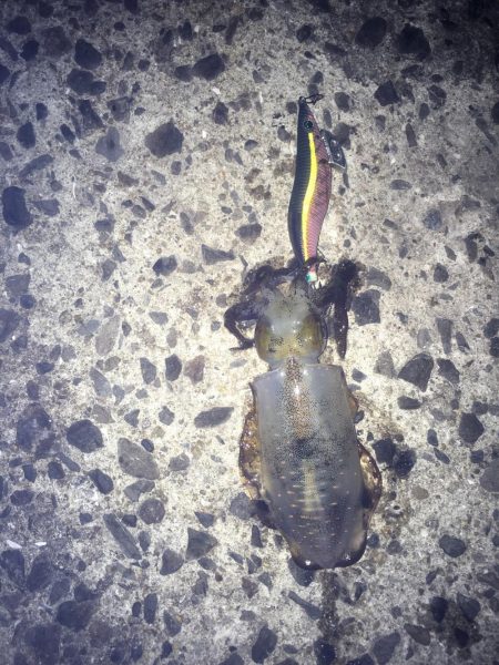 久々にこましなサイズ