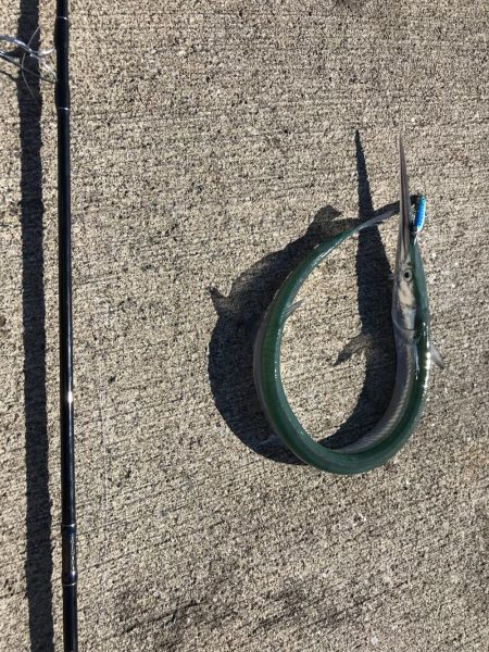 ショアジギングで78cmダツ