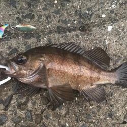 メッキ高活性!テトラ際で大メバルも。