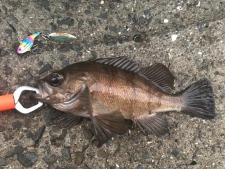 メッキ高活性!テトラ際で大メバルも。