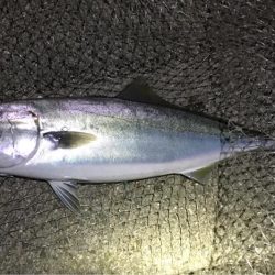 ハマチ漁一本釣り