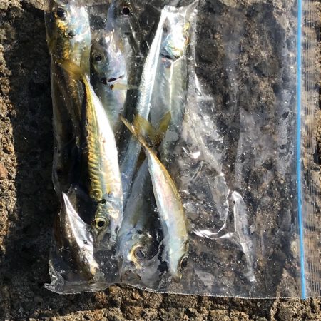 久しぶりの垂水漁港でアジング！