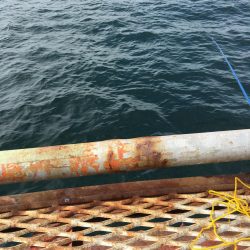 ノマセ釣りとショアジギング