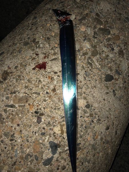 連日のワインド釣行(^^)