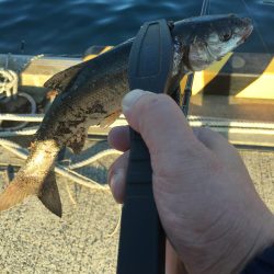 ジギングからのアジング