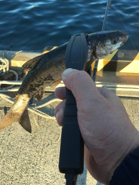 ジギングからのアジング