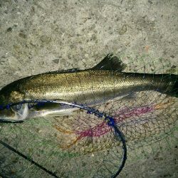 ほとんどの方がシーバス連発