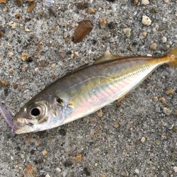 ワームでボトム