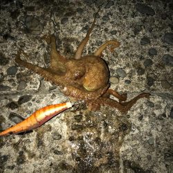 木岐→由岐エギング