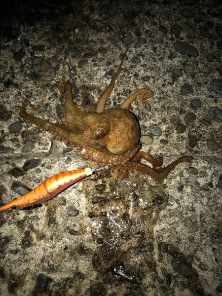 木岐→由岐エギング