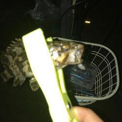 毎夜のアジング