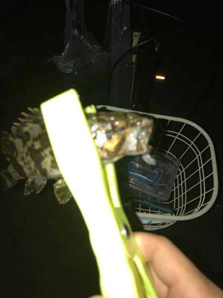 毎夜のアジング