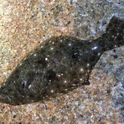 色んな魚たち。