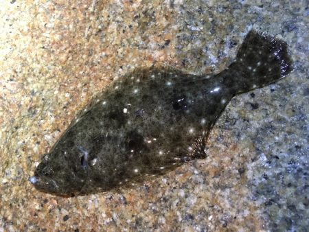 色んな魚たち。