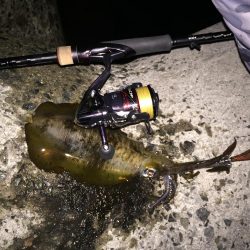 久々淡路エギング