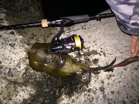 久々淡路エギング