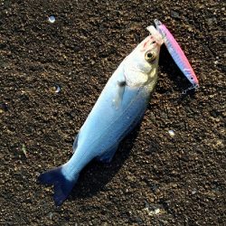 2017年11月3日釣行in姪浜漁港付近