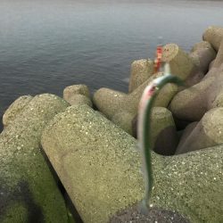 駄目もとハマチ釣り