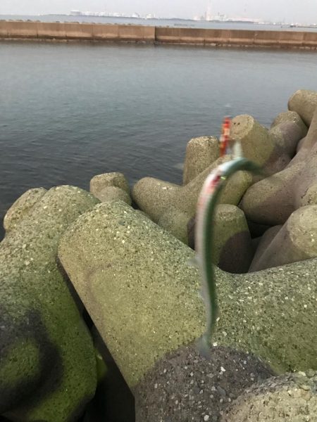 駄目もとハマチ釣り