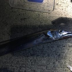 今シーズン初タチウオ