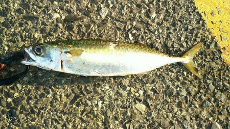 初めての仕掛けにて