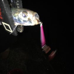 メタルでイワシ