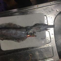 ナイトエギング