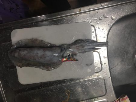 ナイトエギング